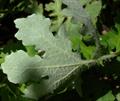 Celandine Poppy